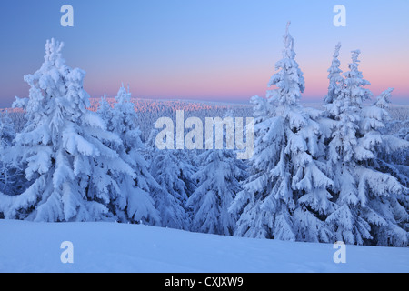 La neige a couvert les conifères à l'aube, Schneeekopf, Gehlberg, Thuringe, Allemagne Banque D'Images
