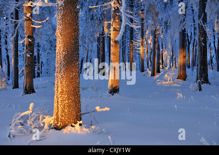 La forêt couverte de neige au crépuscule, Grosser Inselsberg, Brotterode, Thuringe, Allemagne Banque D'Images