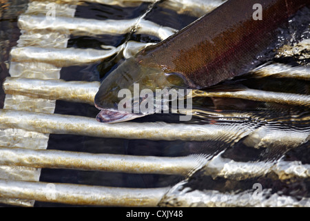 La migration du saumon sockeye, Anderson Lake, pays de Lillooet, British Columbia, Canada Banque D'Images