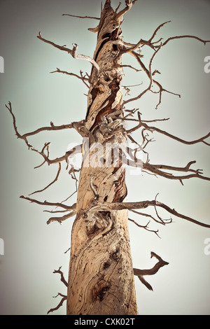 Dead Tree Trunk, Bryce Canyon National Park, Utah, USA Banque D'Images