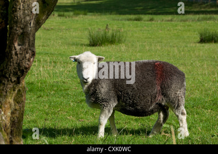 Gros plan des moutons de Herdwick dans un champ en été Lake District National Park Cumbria Angleterre Royaume-Uni GB Grande-Bretagne Banque D'Images