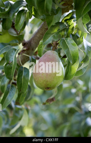 Poire, Cawston, Similkameen Country, Colombie-Britannique, Canada Banque D'Images