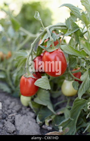 Les tomates Roma, Cawston, Similkameen Country, Colombie-Britannique, Canada Banque D'Images