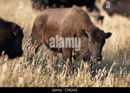 Veau de bison dans le champ, Tacarsey Bison Ranch, Pincher Creek, Alberta, Canada Banque D'Images