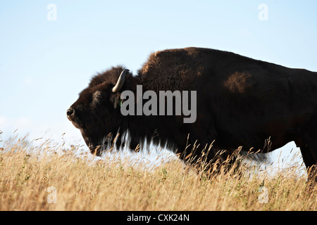 Bison femelle en champ, Tacarsey Bison Ranch, Pincher Creek, Alberta, Canada Banque D'Images