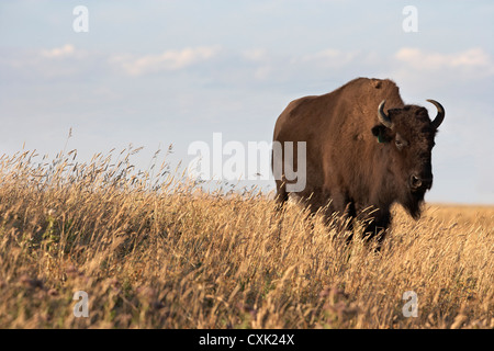 Dans le champ, Tacarsey Bison Bison Ranch, Pincher Creek, Alberta, Canada Banque D'Images