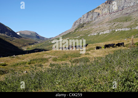 Troupeau de bétail entouré de montagnes, Pincher Creek, Alberta, Canada Banque D'Images