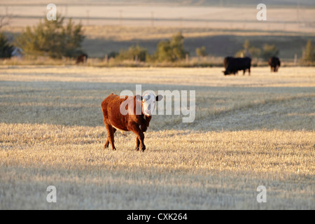 Veau en champ, Pincher Creek, Alberta, Canada Banque D'Images