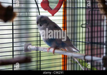 Perruche dans la cage à oiseaux Banque D'Images