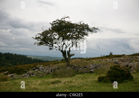 Arbre d'aubépine (Crataegus monogyna), Parc National de Dartmoor, avec de vieux murs en pierre de granit, jour nuageux Banque D'Images