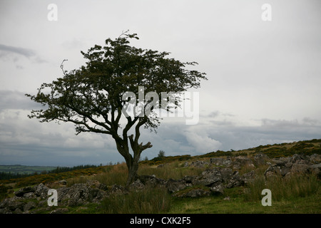 Simple Hawthorn Tree (Crataegus monogyna), parc national de Dartmoor, avec ancien mur en pierre de granit, jour nuageux Banque D'Images