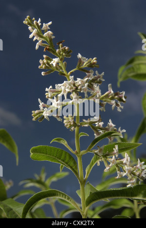 Photo : Steve Race - La verveine odorante (Aloysia citrodora ou Lippia citriodora), également connu sous le nom de Maria Luisa, l'Espagne. Banque D'Images