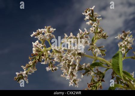 Photo : Steve Race - La verveine odorante (Aloysia citrodora ou Lippia citriodora), également connu sous le nom de Maria Luisa, l'Espagne. Banque D'Images