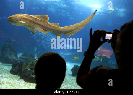 Oceanário de Lisboa, Parque das Nações, Lisbonne, Portugal Banque D'Images