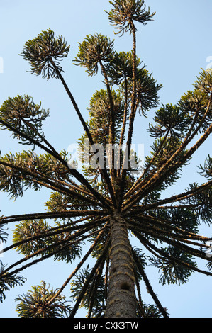 Brazilian Pine Tree, forêt atlantique, Brésil Banque D'Images