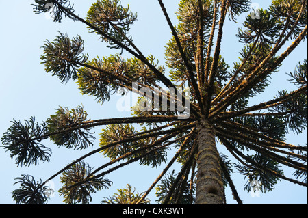 Brazilian Pine Tree, forêt atlantique, Brésil Banque D'Images