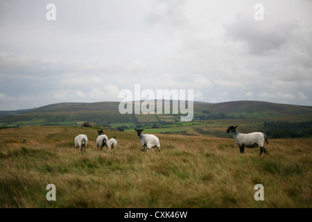 Cinq moutons Suffolk errant sur le Dartmoor, UK Banque D'Images