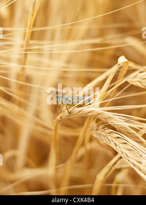 Sauterelle sur le blé manette en champ, Alberta, Canada Banque D'Images