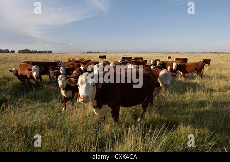 Troupeau de bovins de boucherie au champ, Alberta, Canada Banque D'Images