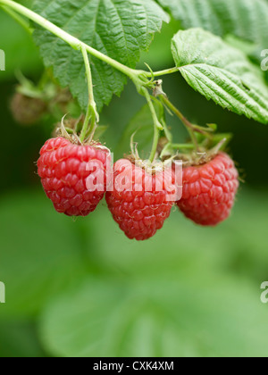 Close-up de framboises, Barrie Hill Farms, Barrie, Ontario, Canada Banque D'Images