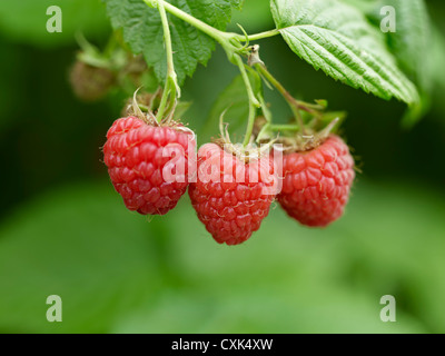 Close-up de framboises, Barrie Hill Farms, Barrie, Ontario, Canada Banque D'Images