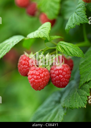 Close-up de framboises, Barrie Hill Farms, Barrie, Ontario, Canada Banque D'Images