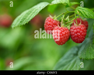 Close-up de framboises, Barrie Hill Farms, Barrie, Ontario, Canada Banque D'Images