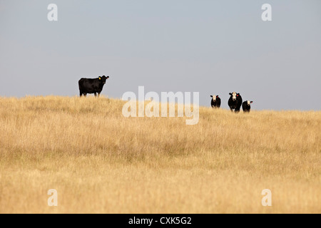 Bovins à viande noire dans le champ, Pincher Creek, Alberta, Canada Banque D'Images