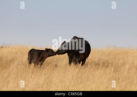 Bovins à viande noire, vache et veau, Standing in Field, Pincher Creek, Alberta, Canada Banque D'Images