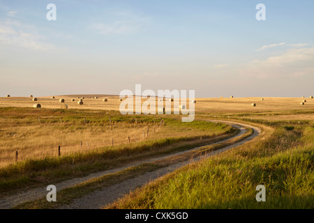 Route de gravier à travers les champs de foin, Pincher Creek, Alberta, Canada Banque D'Images