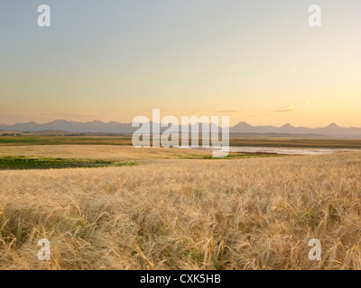 Champ de blé prêt pour la récolte, montagnes Rocheuses, à distance, Pincher Creek, Alberta, Canada Banque D'Images