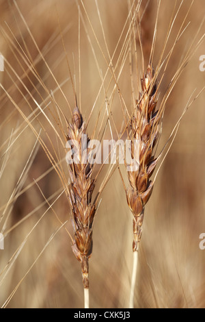 Close-up of Wheat Stalk Chefs, Pincher Creek, Alberta, Canada Banque D'Images