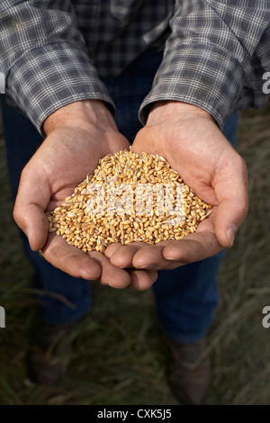 Farmer's Hands holding Grains de blé récoltés, Pincher Creek, Alberta, Canada Banque D'Images