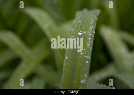 Goutte d'eau sur une plante, Freiburg, Baden-Wurttemberg, Allemagne Banque D'Images