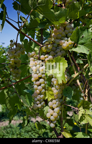 Les raisins, Riesling Vignoble de Finger Lakes, New York Banque D'Images