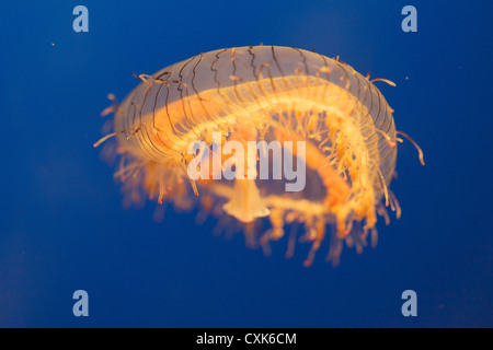 Flower hat jelly, Olindias formosa, photographié dans l'aquarium d'Osaka, Japon Banque D'Images