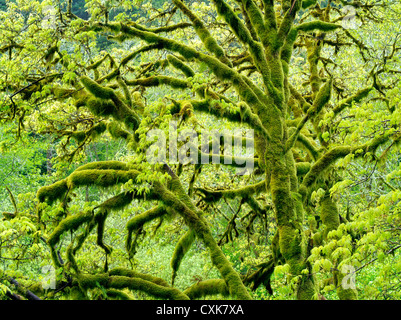 L'Érable grandifolié érable avec Moss et la nouvelle croissance. Gamme côtière de l'Oregon. Banque D'Images