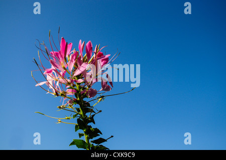 Cleome rose fleur avec ciel clair Banque D'Images