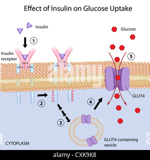 Effet de l'insuline sur l'absorption du glucose Banque D'Images