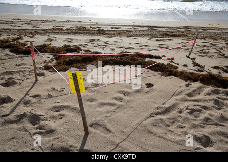 Des nids de tortues de mer encerclé sur Fort Lauderdale Beach floride usa Banque D'Images