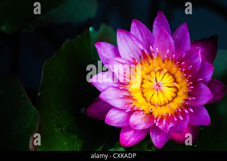 Lotus Violet close-up Banque D'Images