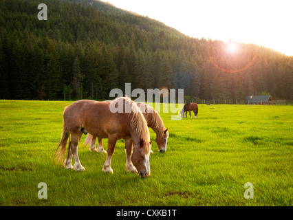 Les chevaux dans la vallée de l'est du Washington Methow paissent dans un pâturage herbacé au printemps sur un ranch le long de la route 20. Banque D'Images