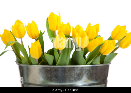Jaune printemps tulipes dans un seau en métal argenté Banque D'Images