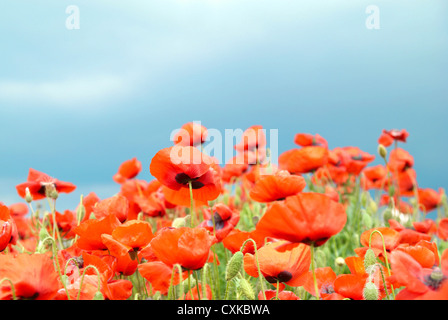Coquelicots sur le terrain Banque D'Images