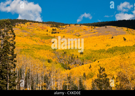 Aspen Trees fall colors Banque D'Images