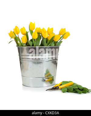 Tulipes jaunes dans un seau en métal avec voilages et des gants de jardinage sur un fond blanc Banque D'Images
