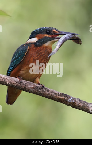 Kingfisher (Alcedo atthis commune) avec les proies assis sur son perchoir. Banque D'Images