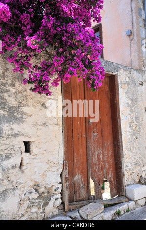 Bougainvillier rose pesant sur mur en Crète, îles grecques, Grèce Banque D'Images