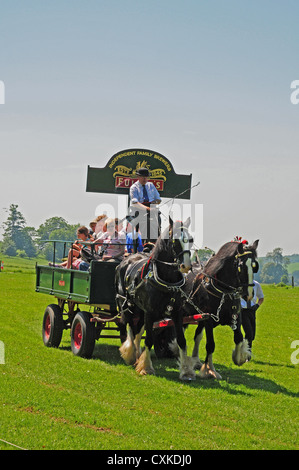Fuller's Shire chevaux tirant dray donnant des promenades au Weald et Downland Open Air Museum, Singleton, West Sussex. Banque D'Images