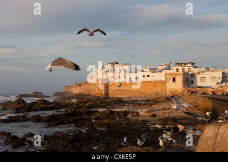 Vol de mouettes sur mur de la ville au coucher du soleil à Essaouira,. Maroc Banque D'Images